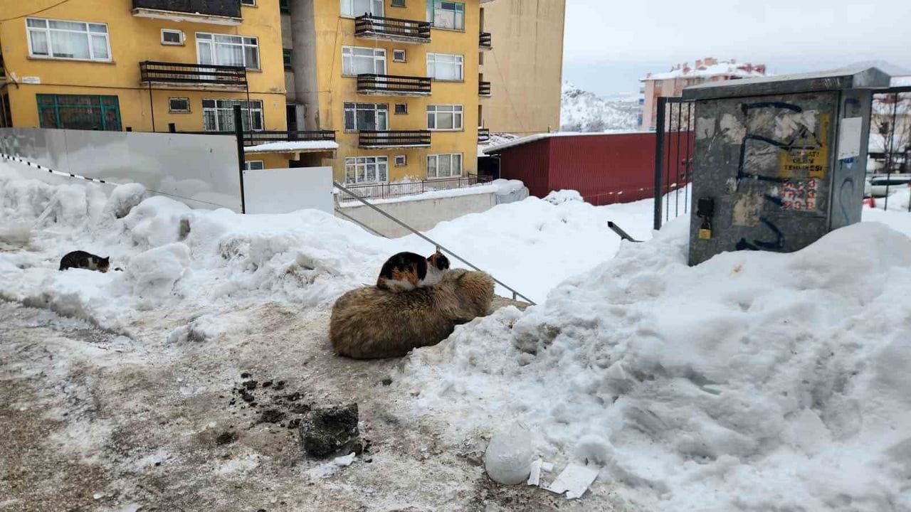 Tunceli'de soğukta kedi, uyuyan köpeğin sırtında ısındı — Moğultay Mahallesi'nde dostluk görüntüleri