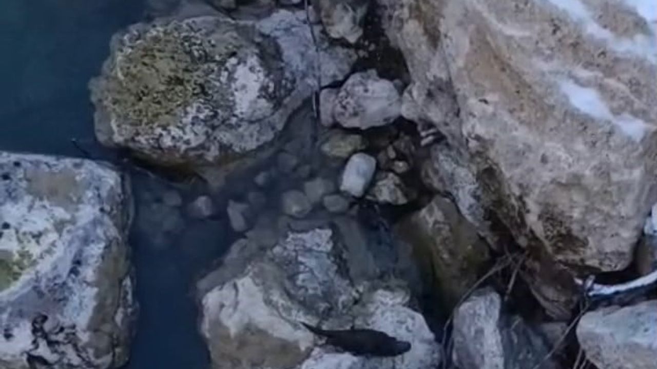 Tunceli'de Tağar Çayı'nda su samuru ve gençlerin aynı çayda yüzmesi dikkat çekti