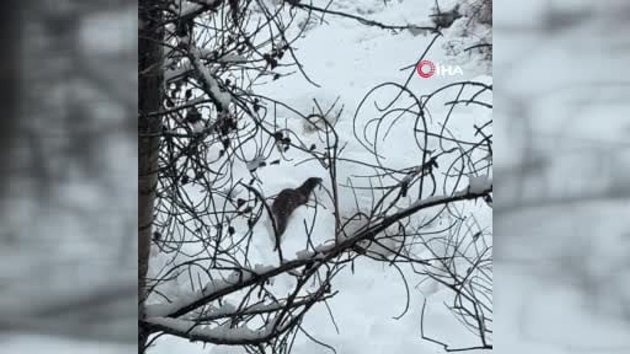 Tunceli Pülümür Vadisi'nde karlar arasında nesli tükenme tehlikesindeki su samuru görüntülendi