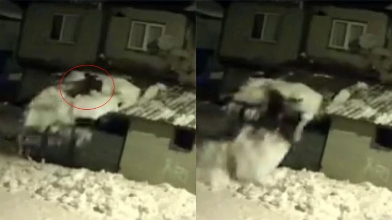 Turhal'da garaj çatısındaki karı temizlerken düşme anı güvenlik kamerasında