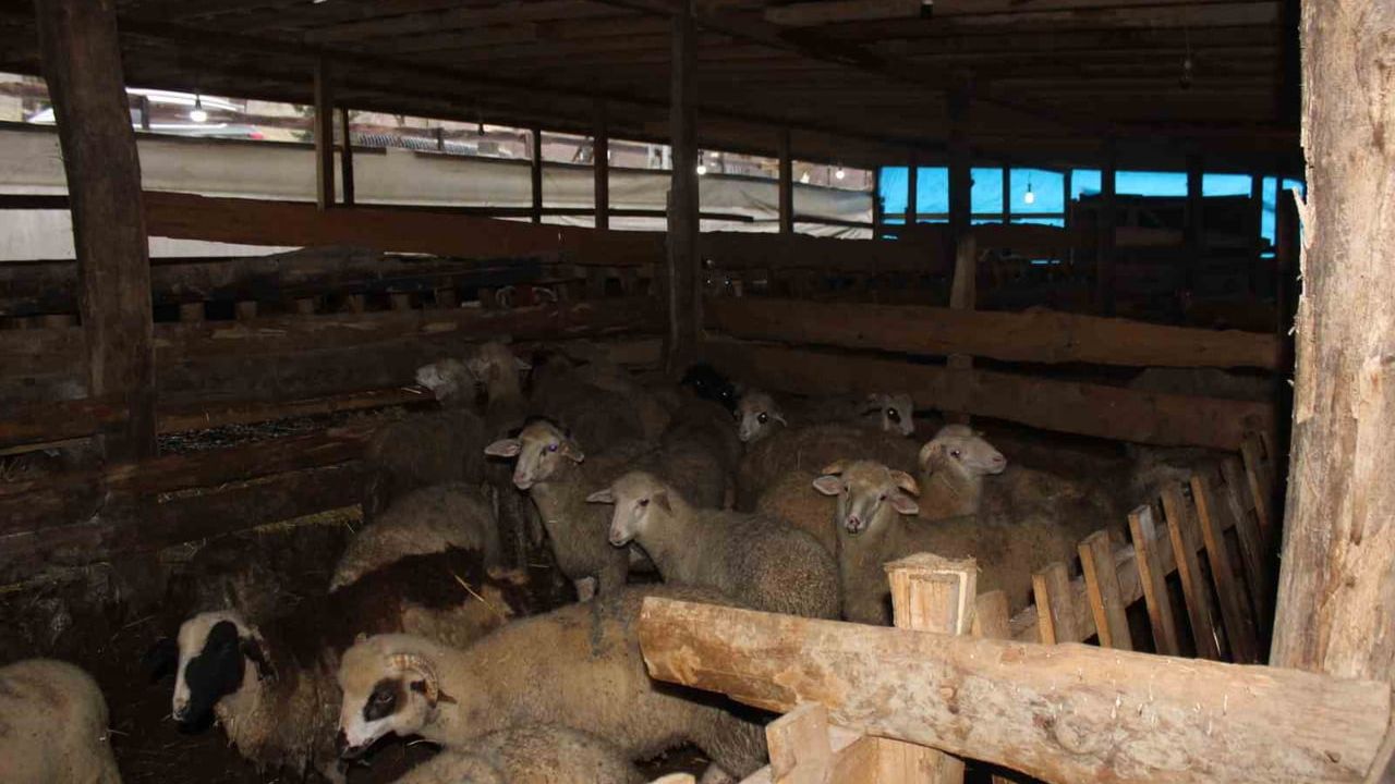 Türkeli'de devlet destekli modern küçükbaş hayvancılık tesisi üreticilere başarı plaketi kazandırdı