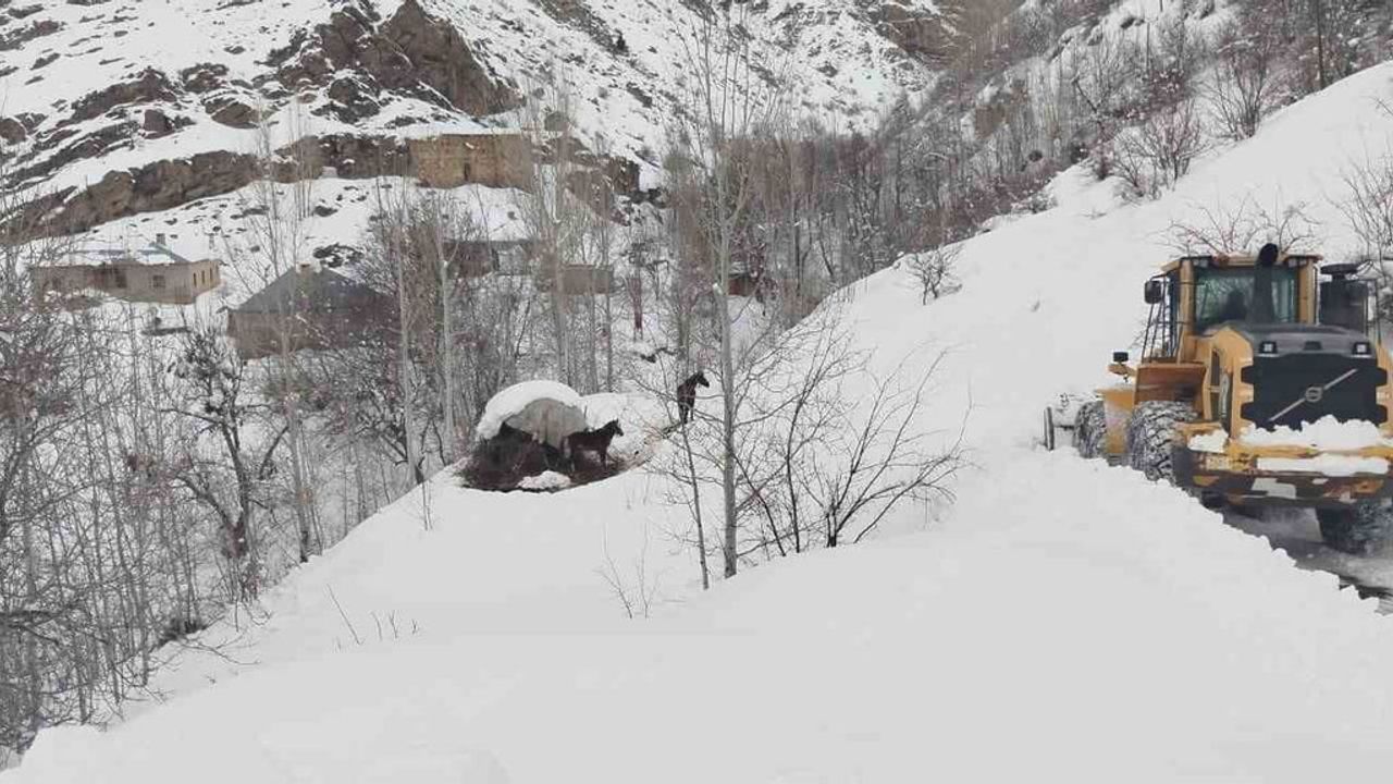Türkiye-İran sınırında terk edilen 2 at Hakkari'de kurtarıldı