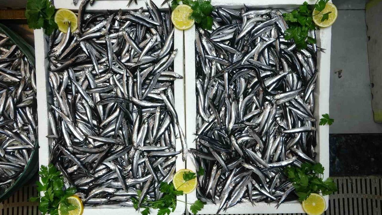 Türkiye'nin hamsi ihracatı Avrupa pazarına odaklandı; Belçika, Fransa ve Almanya önde