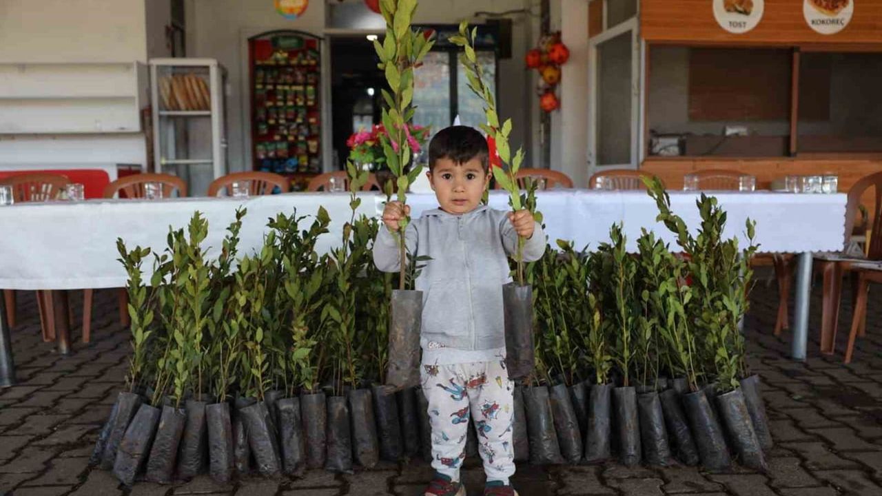 Ula’da üreticilere 31 bin defne fidanı dağıtıldı