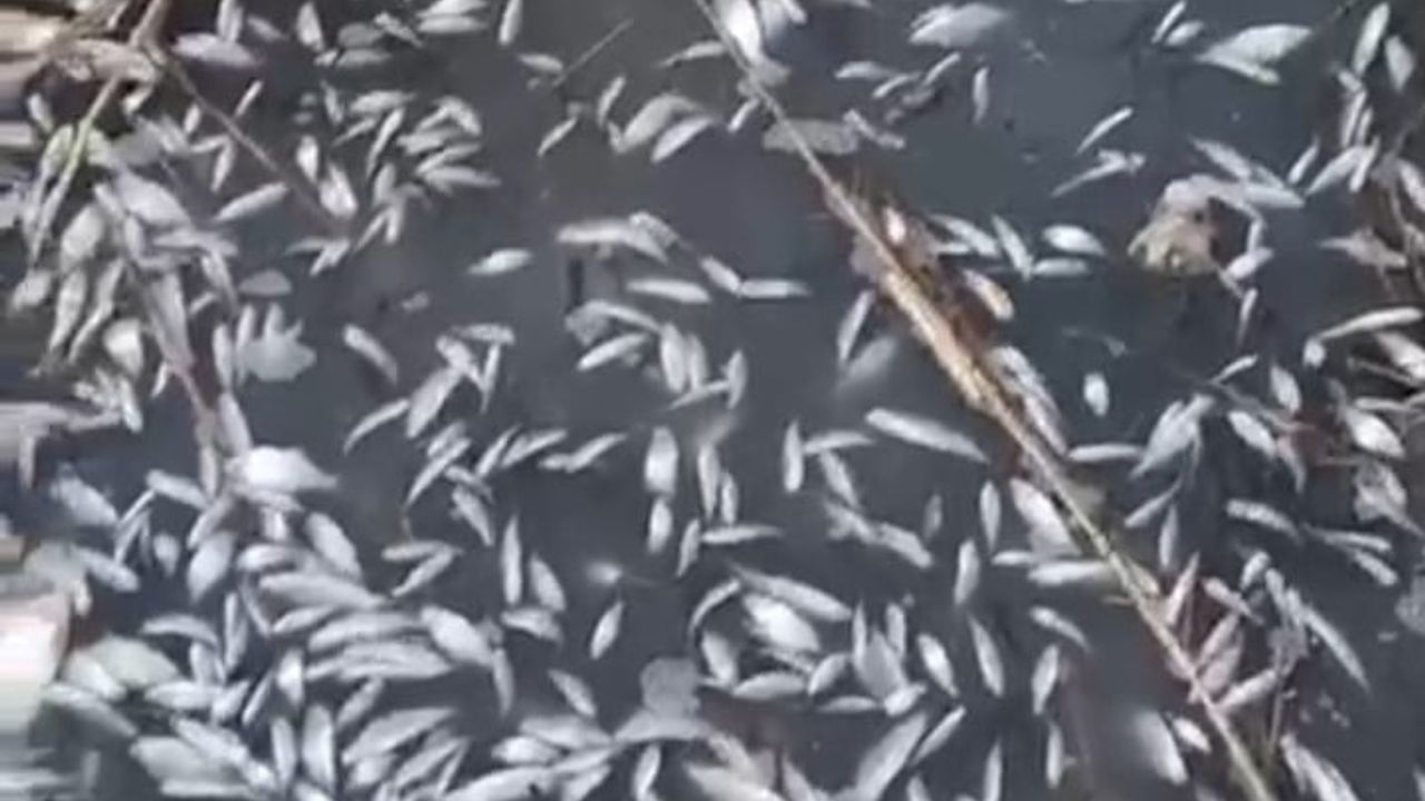 Uluabat Deresi'nde binlerce balık ölü bulundu, vatandaşlar inceleme istedi