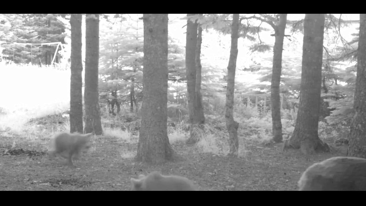 Uludağ'da fotokapan kaydı: Yavru Bozayı ailesini hoplaya zıplaya takip etti