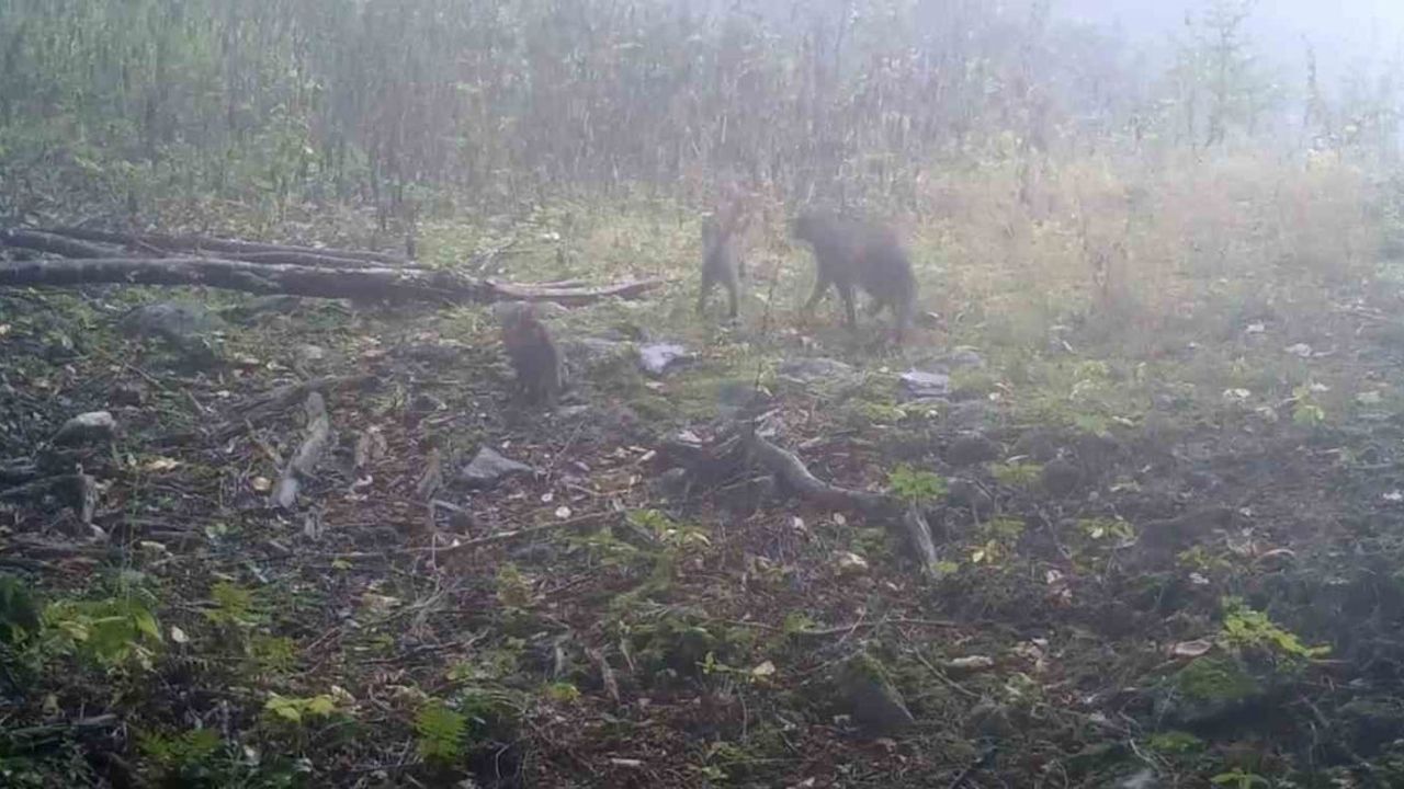 Uludağ’da sisler arasında anne yaban kedisi yavrularını yönlendirirken fotokapanlara yansıdı