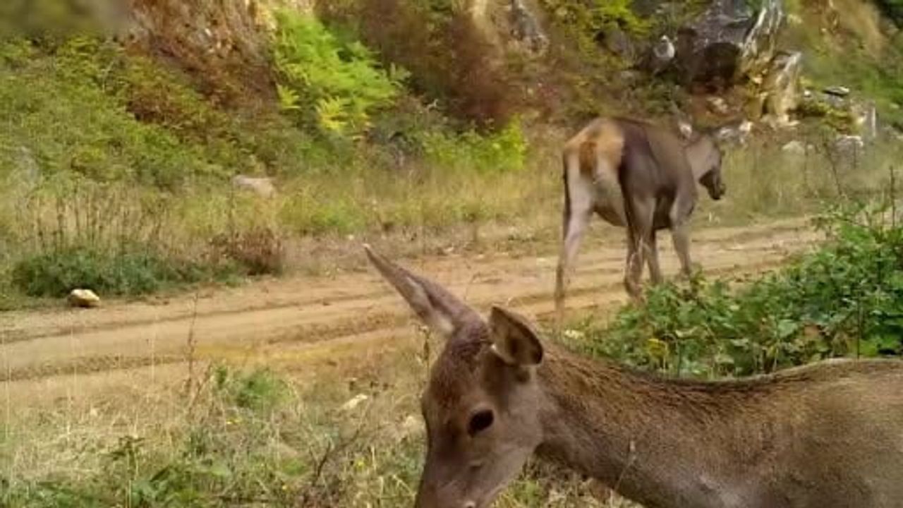 Uludağ'daki fotokapanlar Bursa'da kızıl geyiklerin doğal yaşamını kaydetti