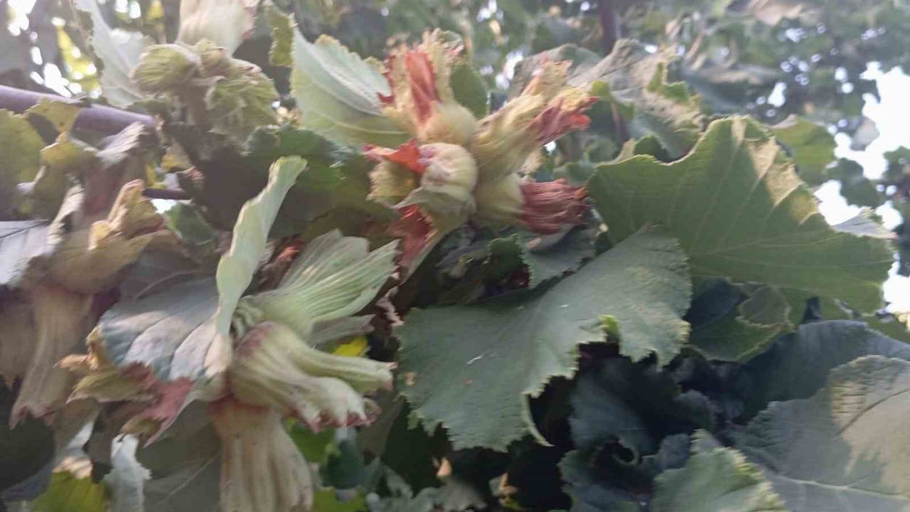 Uludağ eteklerinde fındık üretimi destek bekliyor
