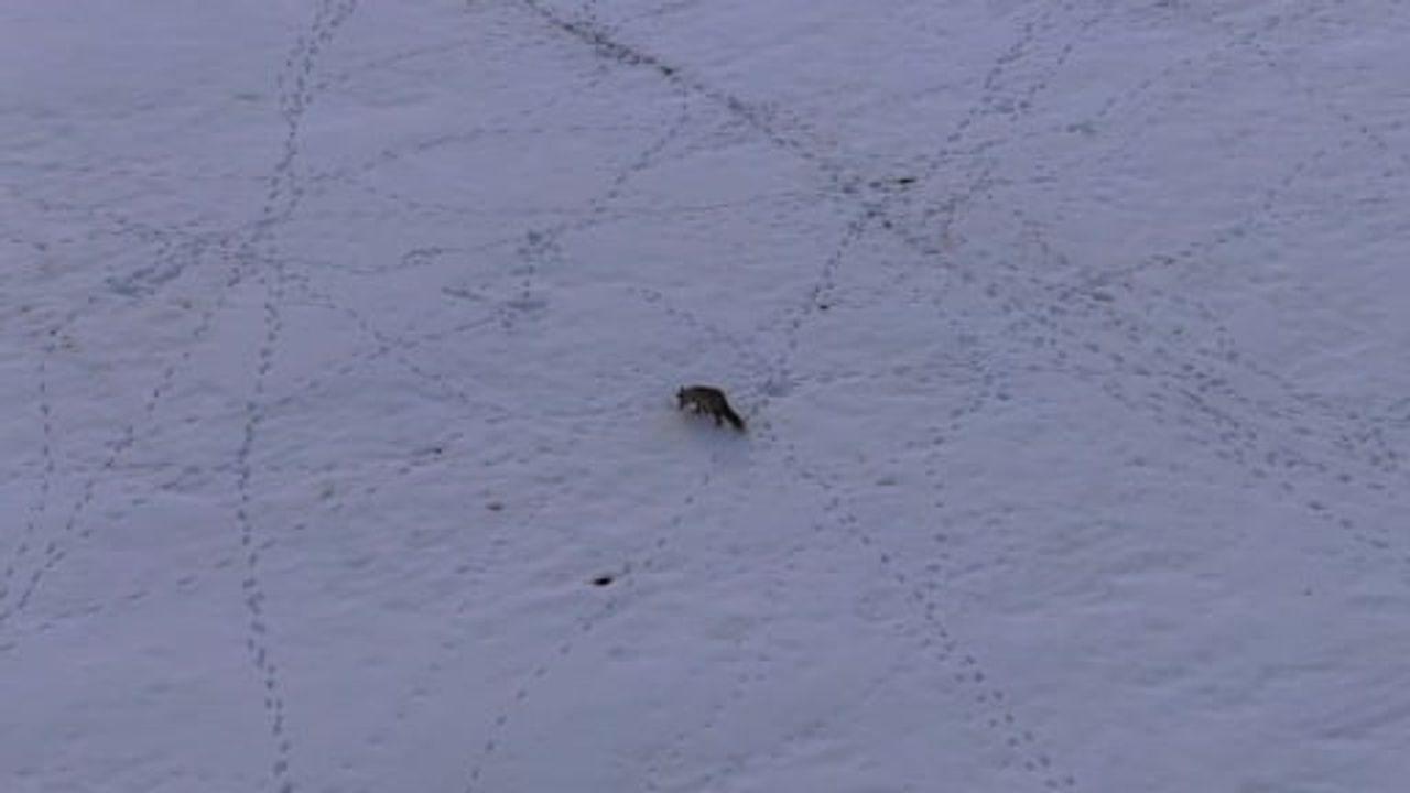 Van'da tilkilerin kar altındaki fare avı: Doğu Anadolu'da kışta yaban hayatının mücadelesi