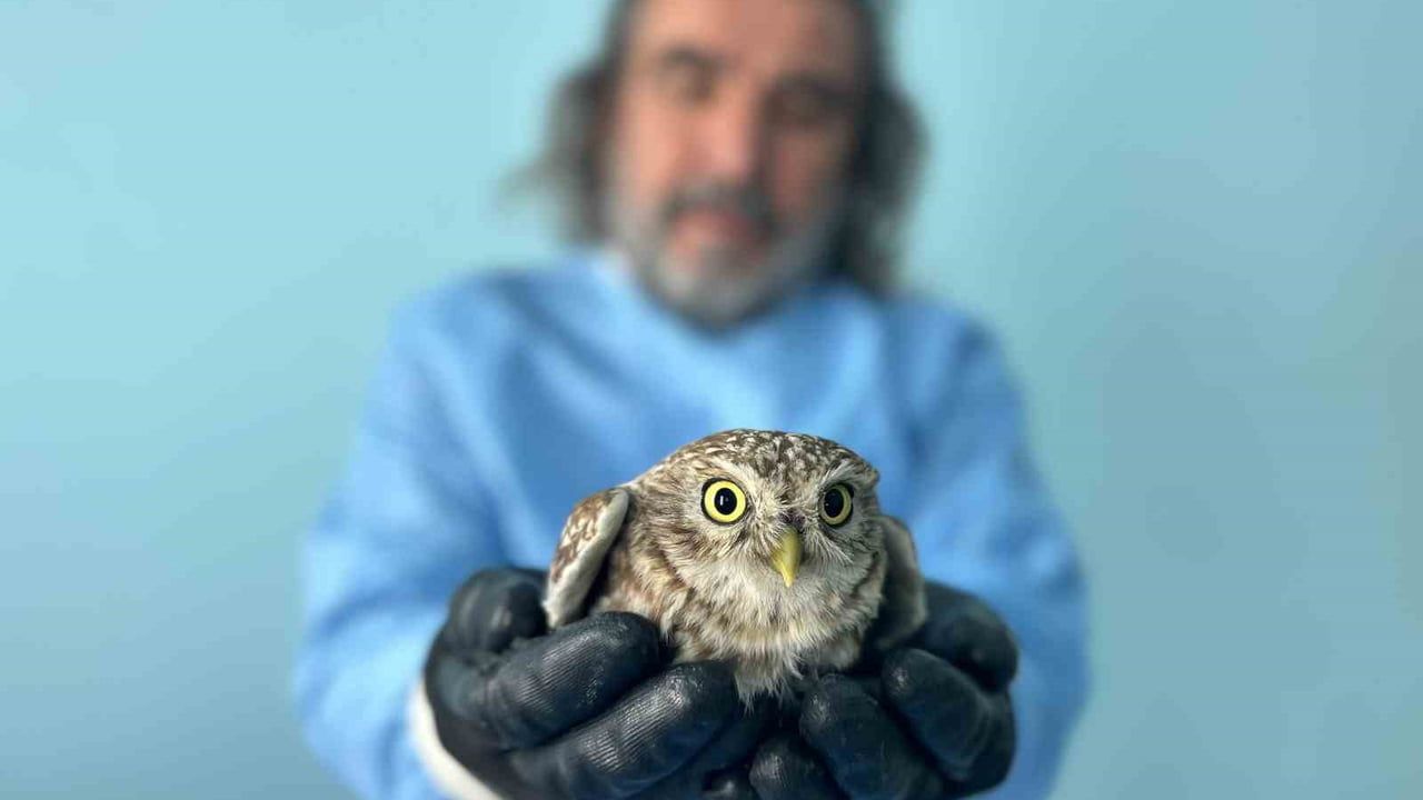 Van'da yaban hayvanlarına rehabilitasyon: YYÜ merkezi kışta bitkin düşen türleri tedavi ediyor