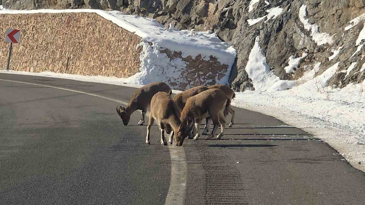 Vauk Dağı eteklerinde dağ keçileri yol kenarında otlanırken görüntülendi
