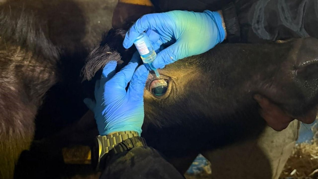 Vize'de büyükbaş hayvanların brucella aşılaması devam ediyor