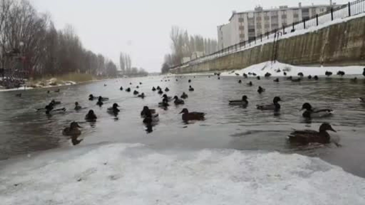 Yeşilbaşlı ördekler Bayburt'ta Çoruh Nehri'nde kışlıyor