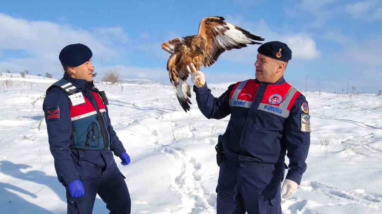 Yozgat’ta Yaralı Kızıl Şahin Koruma Altına Alındı