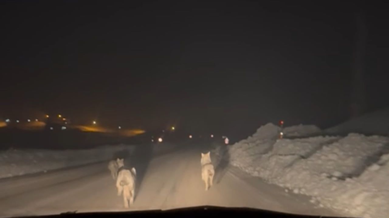 Yüksekova'da aç kalan kurt sürüsü köy yoluna indi: Karlı köyü civarında görüntülendi