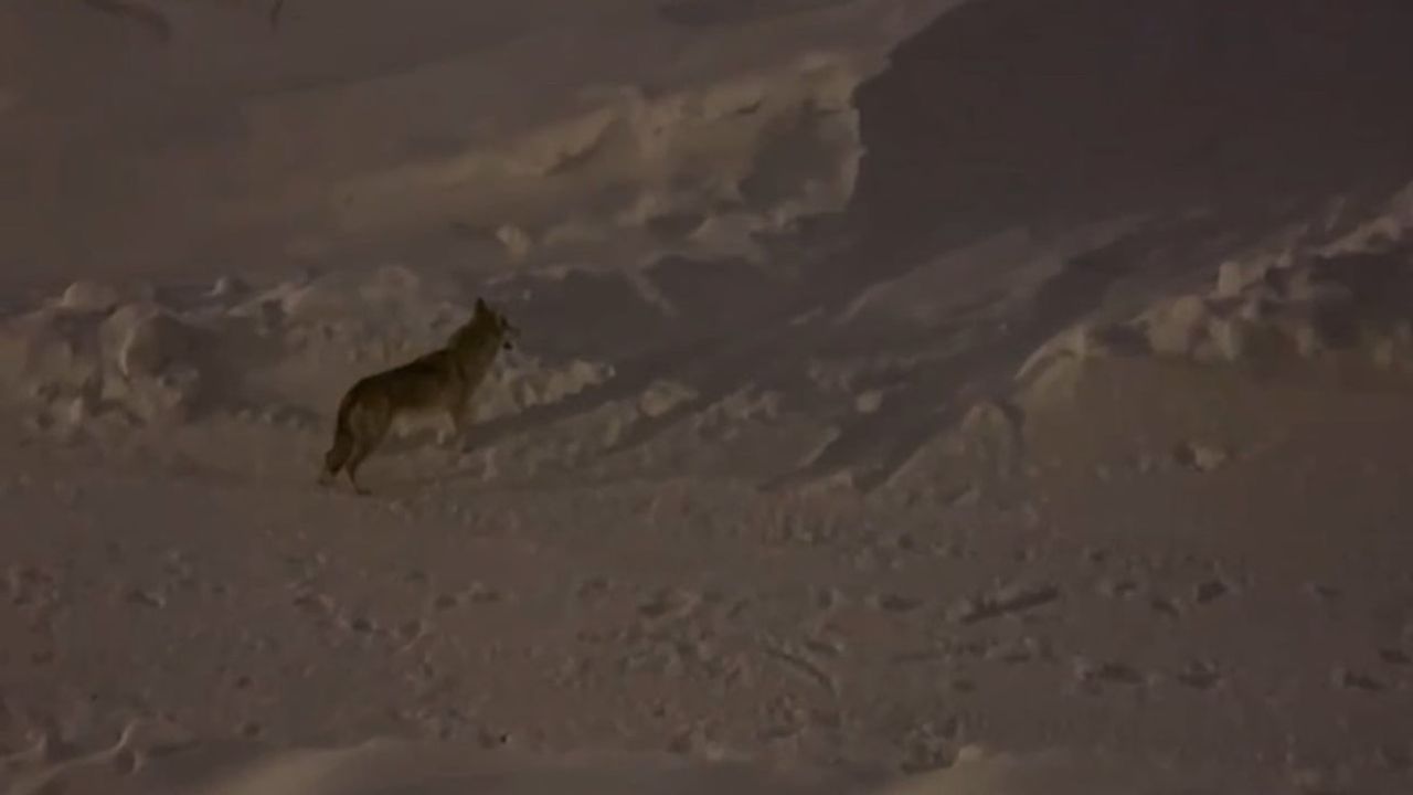 Yüksekova'da çiftçilere uyarı: Aç kurt sürülerinin yerleşimlere inme riski