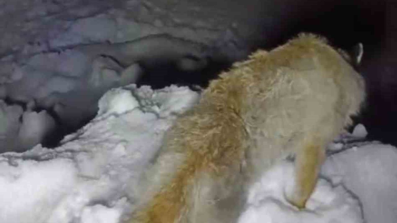 Yüksekova'da Sibirya soğukları: Büyükçiftlik'te tilki kar üzerinde donmuş halde bulundu
