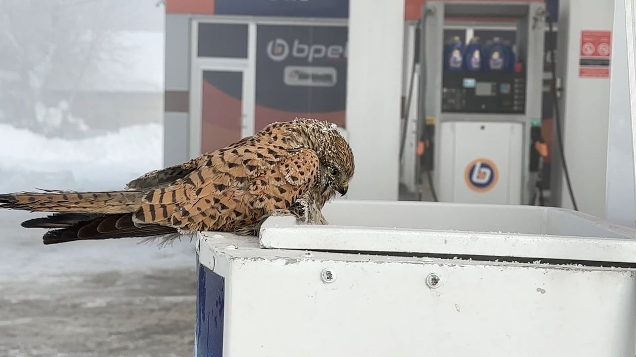 Yüksekova'da yakıt pompasında donmuş kuş bulundu