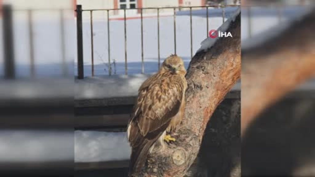 Zara'da Hareketsiz Bulunan Kızıl Şahin Doğa Koruma Ekiplerine Teslim Edildi