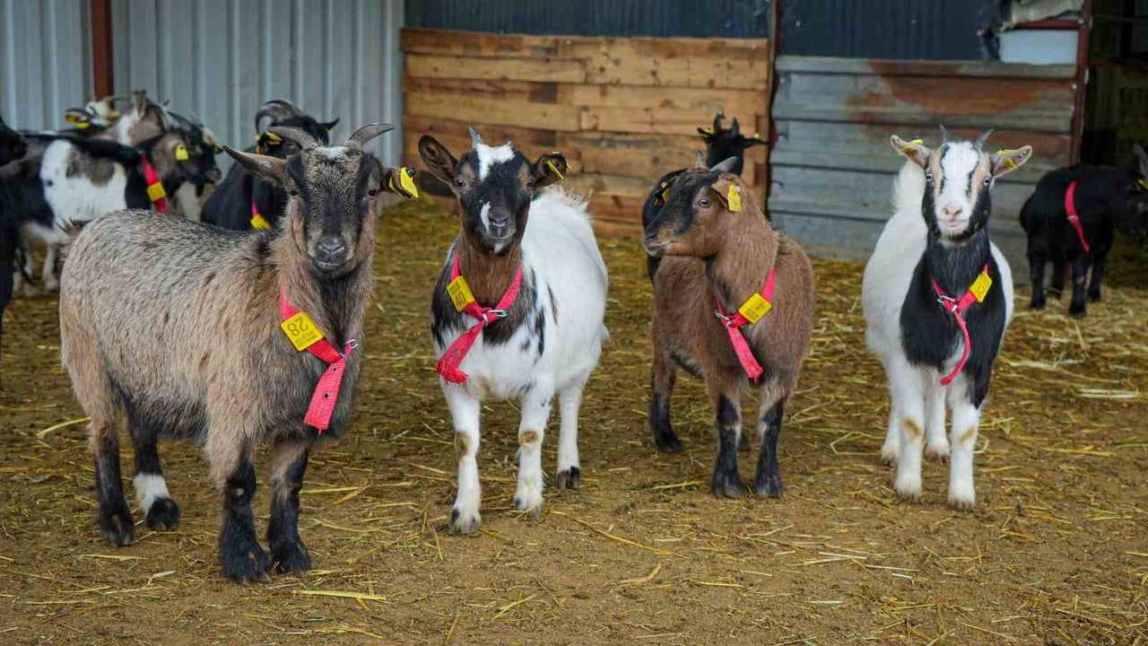 Ankara'da Nijerya cinsi cüce keçiler: Evde kedi ve köpeğe alternatif olabilir mi?