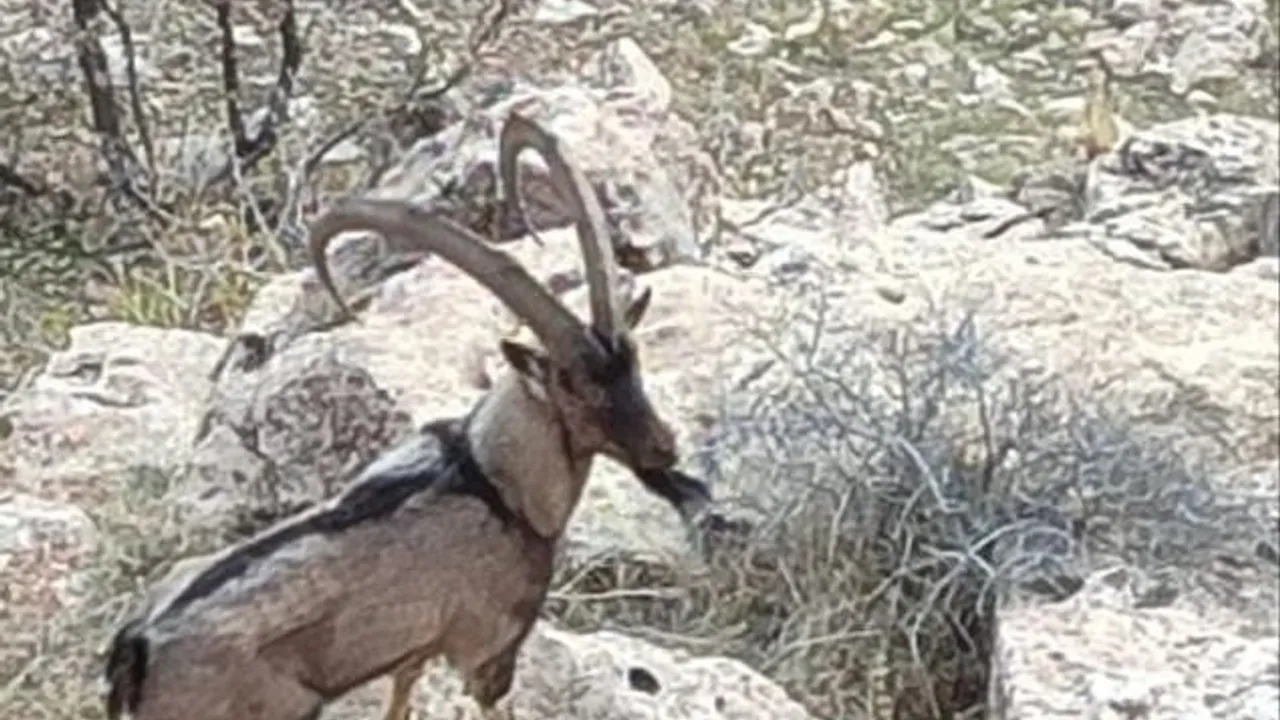 Gercüş'ün Kozlu kırsalında dağ keçisi cep telefonu kamerasına yansıdı