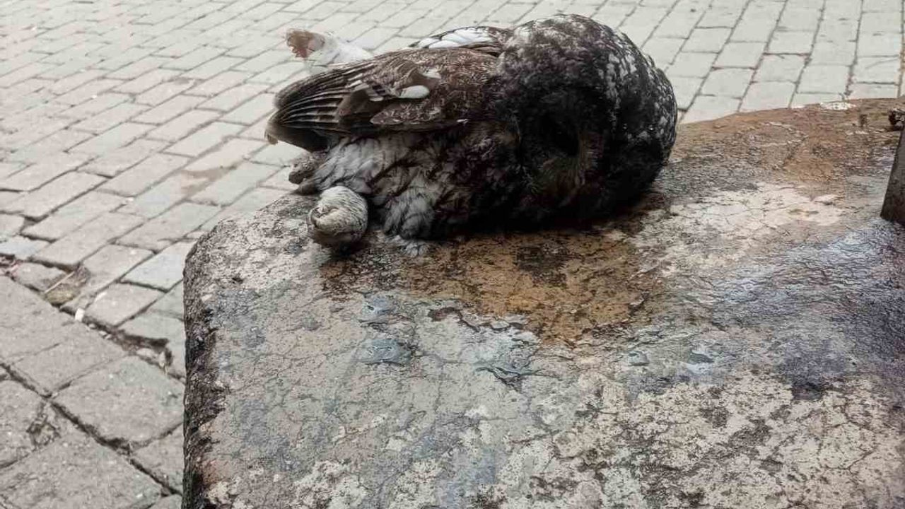 Germencik'te kahvehane camına çarpan baykuş rehabilitasyona alındı