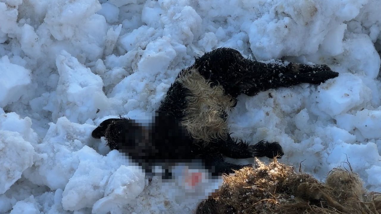 Hakkari Yüksekova'da ahır çatısı çöktü: 2 küçükbaş telef, 6 keçi kurtarıldı