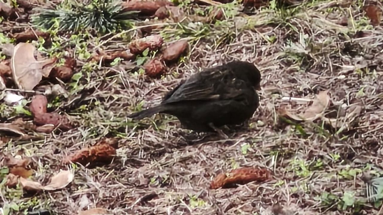 Isparta’da melanistik serçe 'Kömür' kuş gözlemcilerinin ilgisini çekti
