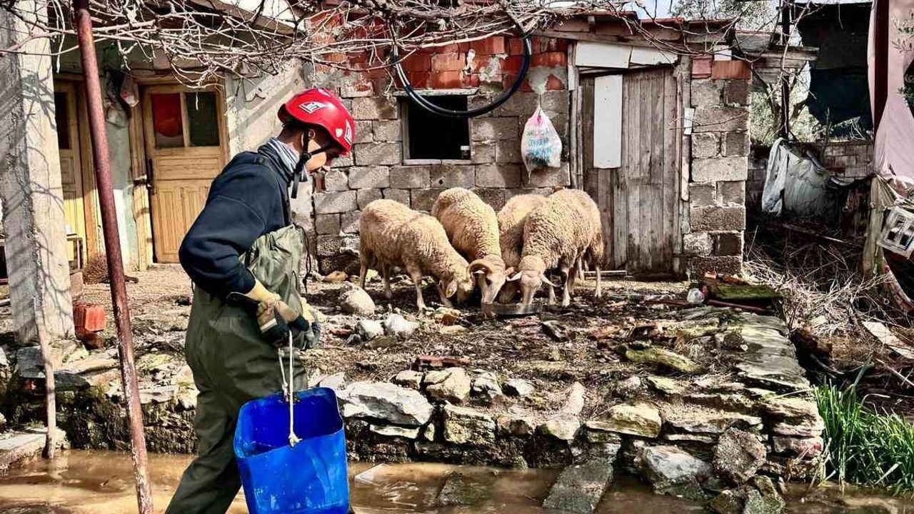 İzmir Büyükşehir ekipleri sağanakta hayvanları kurtardı: Torbalı'da tahliye, yaralı güvercin tedaviye alındı