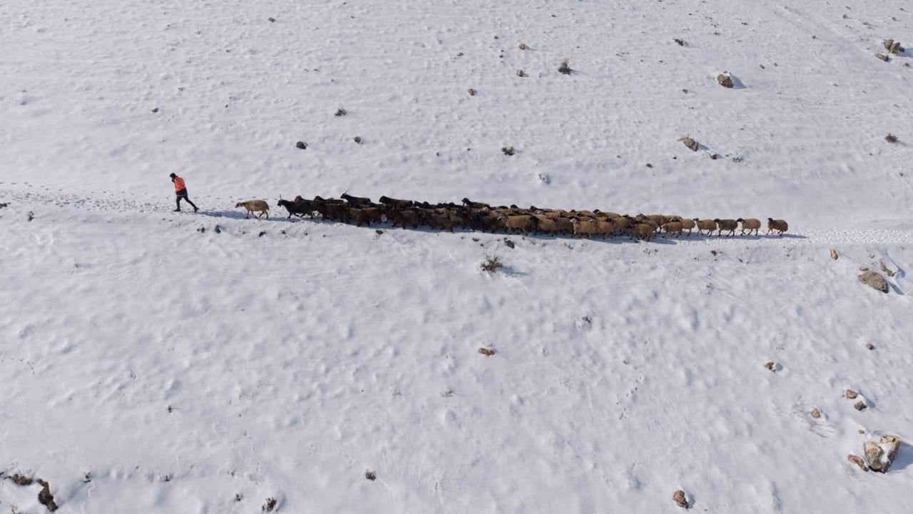 Mardin Mazıdağı'nda Karla Mücadele: Besicilerin Zorlu Mesaisi