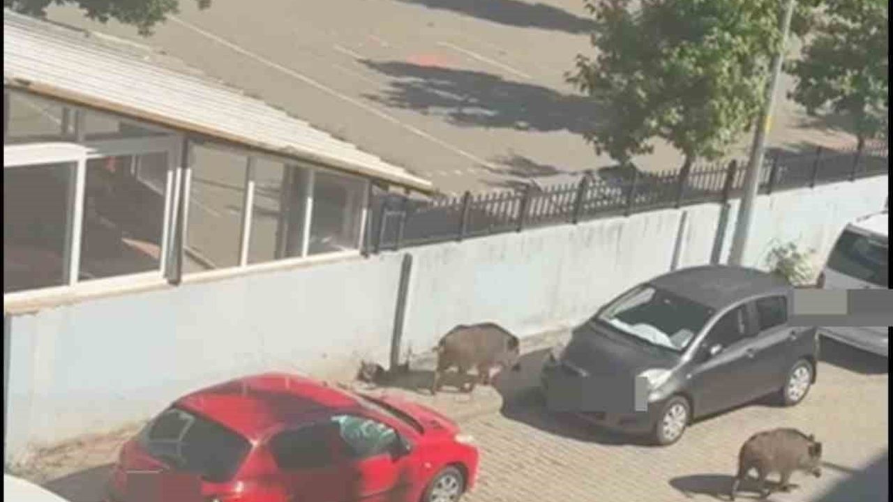 Marmaris'te yaban domuzlarıyla ilgili bilgi edinme başvurusu mahkemeye taşındı