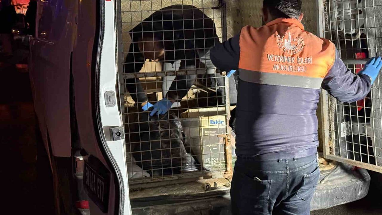 Sivas'ta iki katlı evde çıkan yangında 26 kedi telef oldu, 10 kedi kurtarıldı