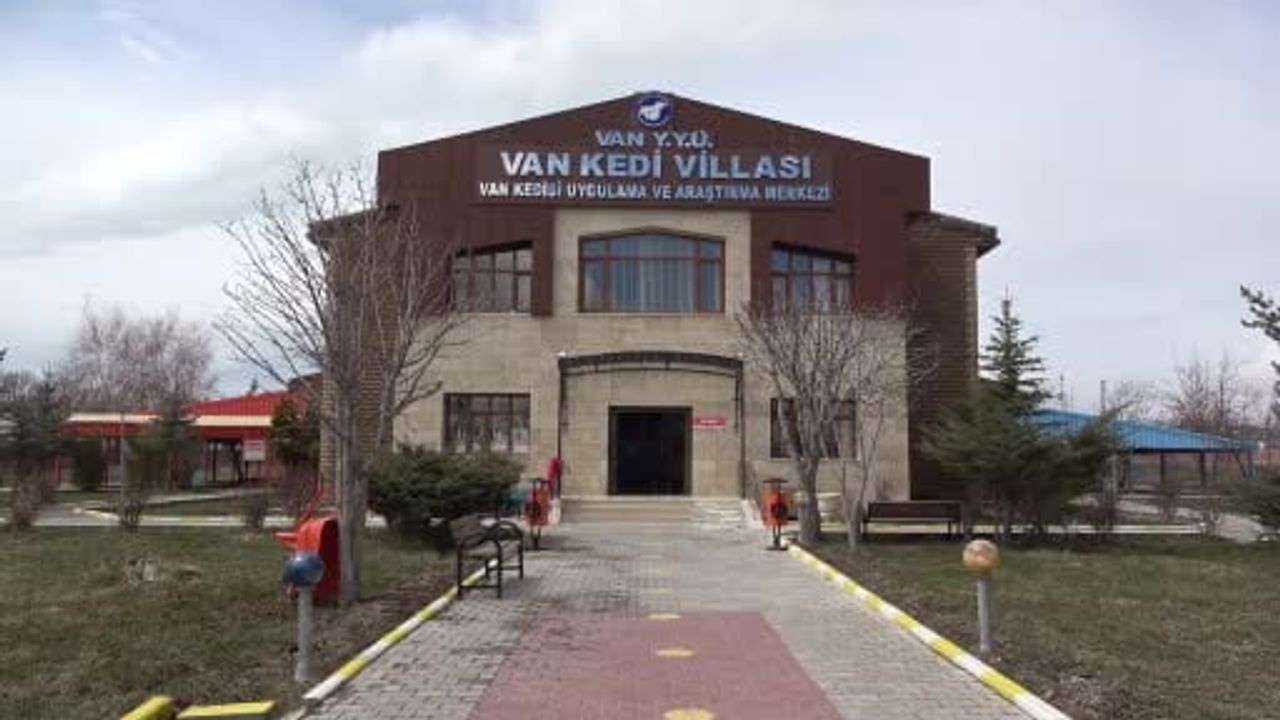 2026 yılının ilk Van kedisi yavruları Van YYÜ Kedi Villası'nda doğdu — 8 anneden 20 sağlıklı yavru