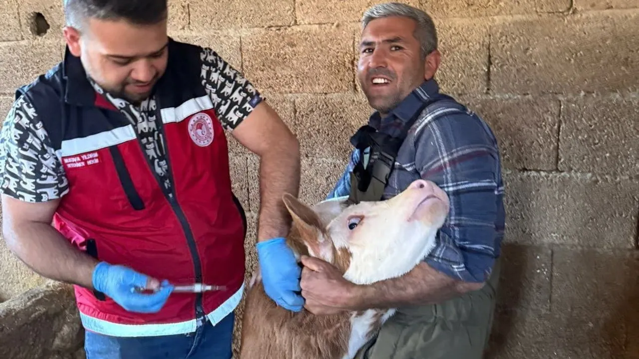Adıyaman'da zoonoz hastalıklara karşı aşılama çalışmaları sürüyor