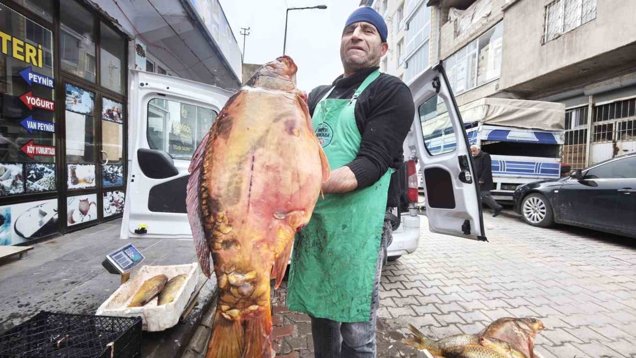Ahlat’ta Keban Baraj Gölü’nden getirilen dev sazanlar rağbet görüyor