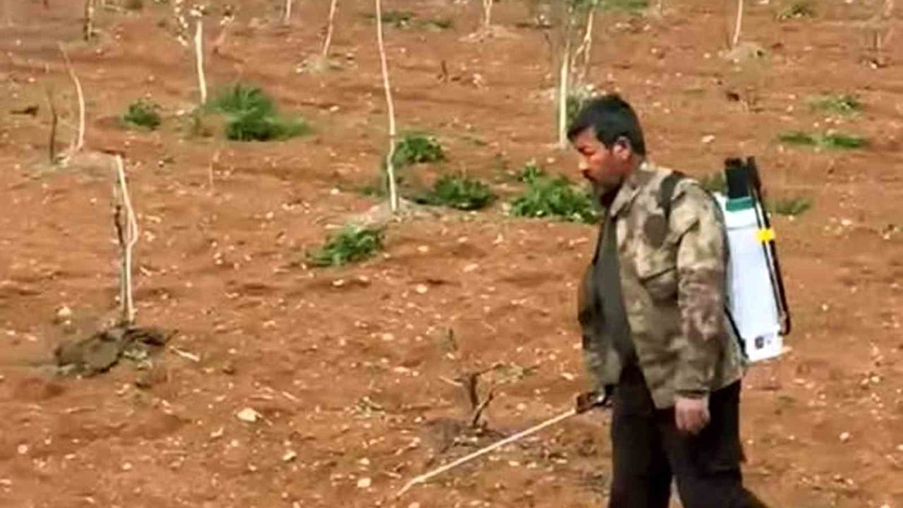 Araban’da Antep fıstığı tarlalarında yabancı otlara karşı ilaçlı mücadele