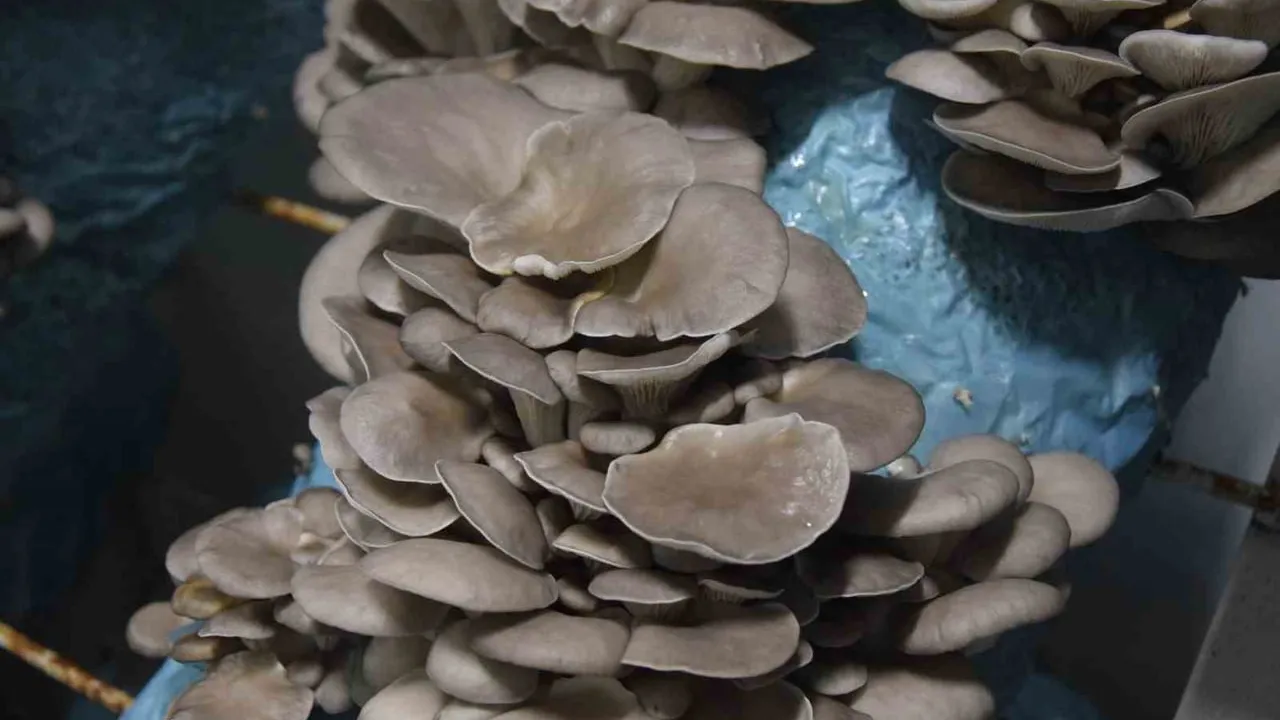 Avukat Girişimci Salih Günaydın, Antalya Aksu'da Günde 500–1000 kg İstiridye Mantarı Üretiyor