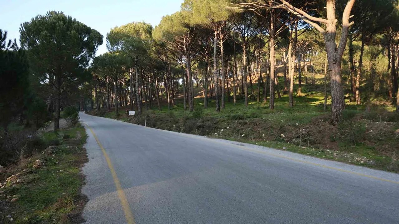 Aydın’da çam fıstığı üreticileri künar ağaçlarını güvenlik kameralarıyla koruyor