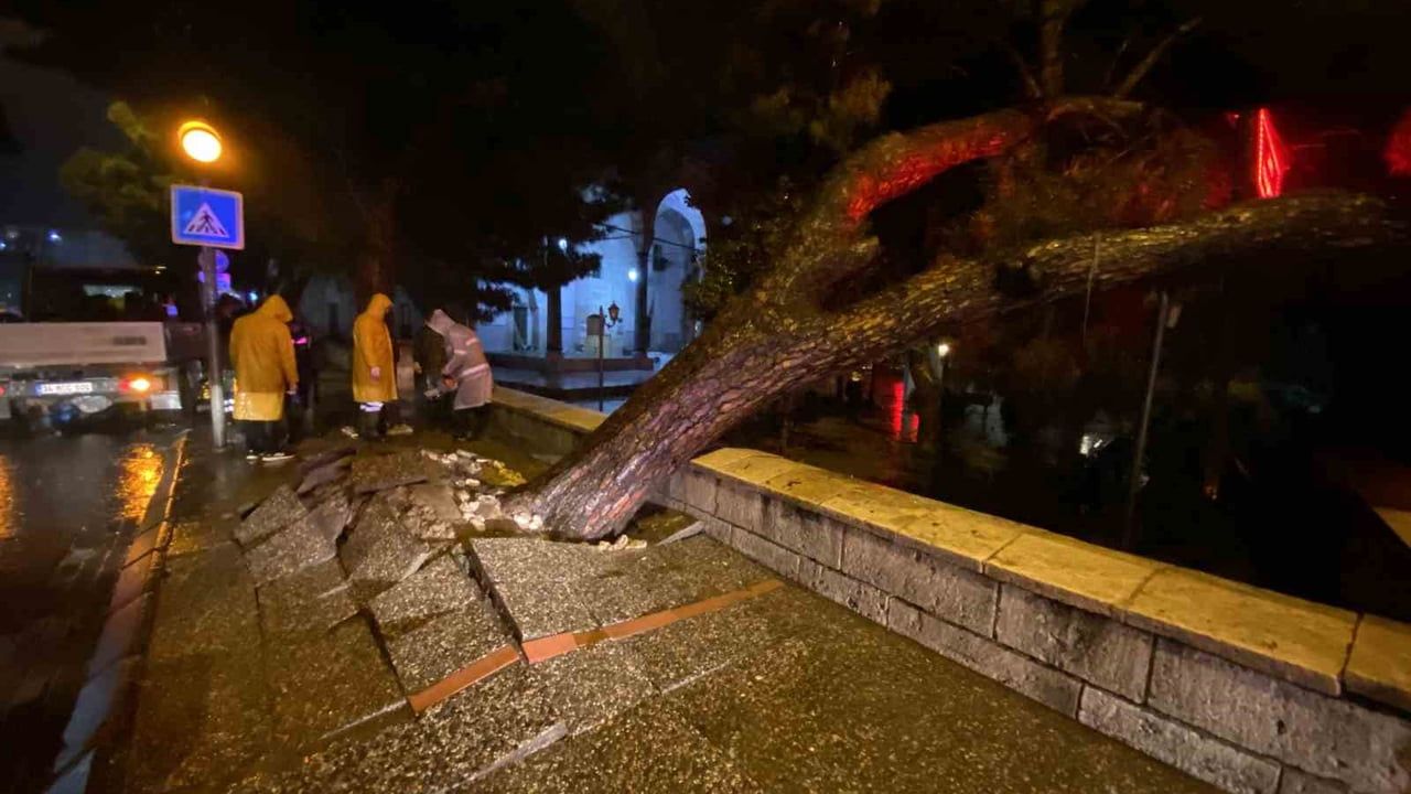 Aydın Efeler'de asırlık çam ağacı Bey Camii önünde devrildi — gece olması olası faciayı önledi
