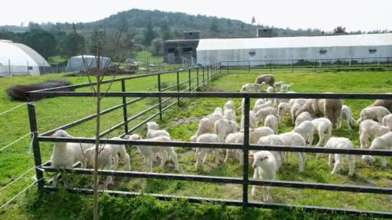 Balıkesir Üniversitesi çiftliğinde kuzular anneleriyle ilk kez açık arazide buluştu