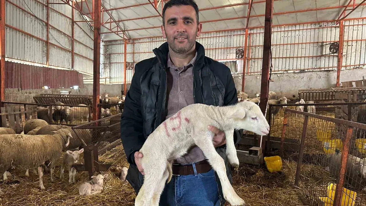 Bandırma'da 1 milyon 110 bin TL'lik Merinos koçunun kuzuları için 150 talep