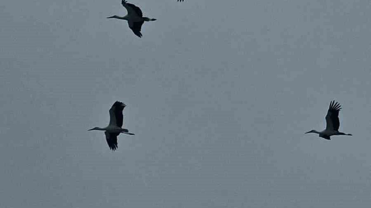 Bandırma semalarında binlerce leylek görüldü — Mart’ta baharın işareti