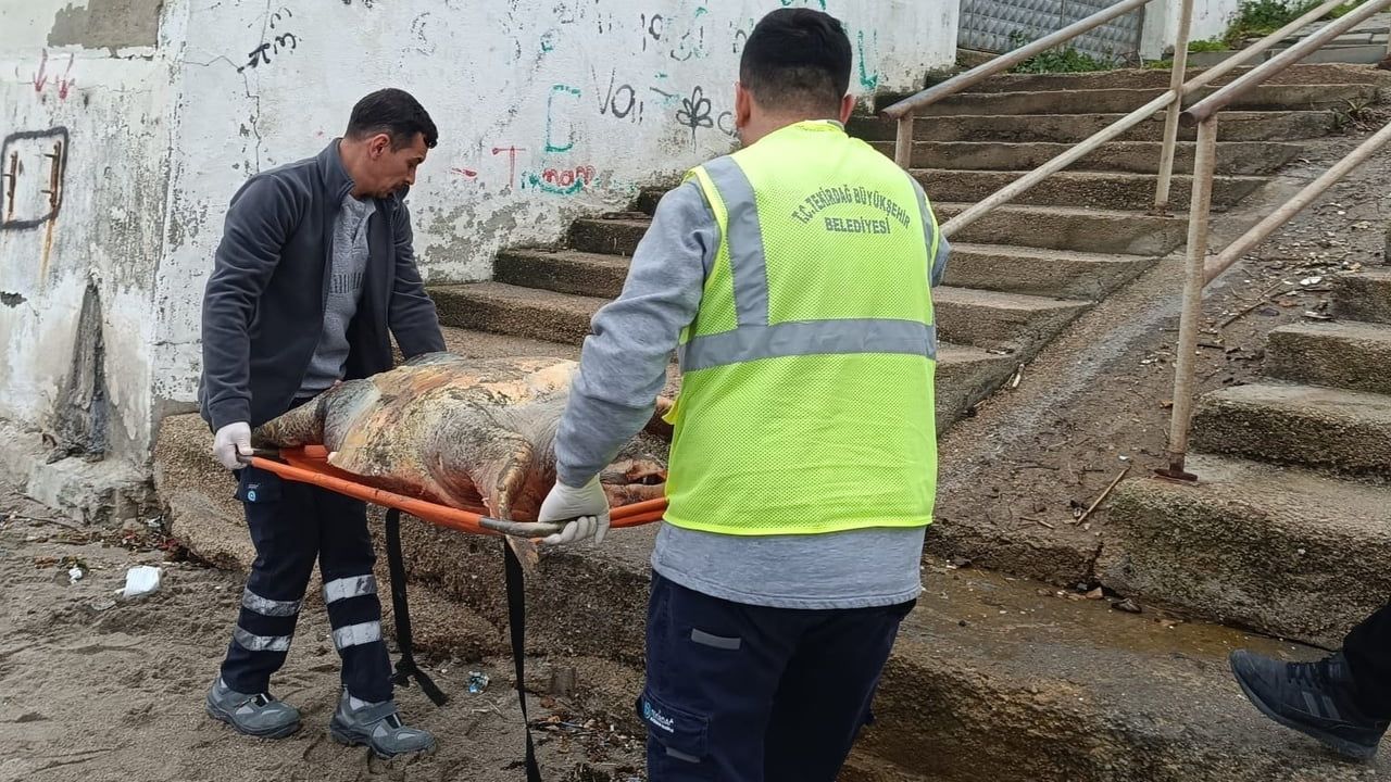 Barbaros Sahili'nde ölü caretta caretta bulundu