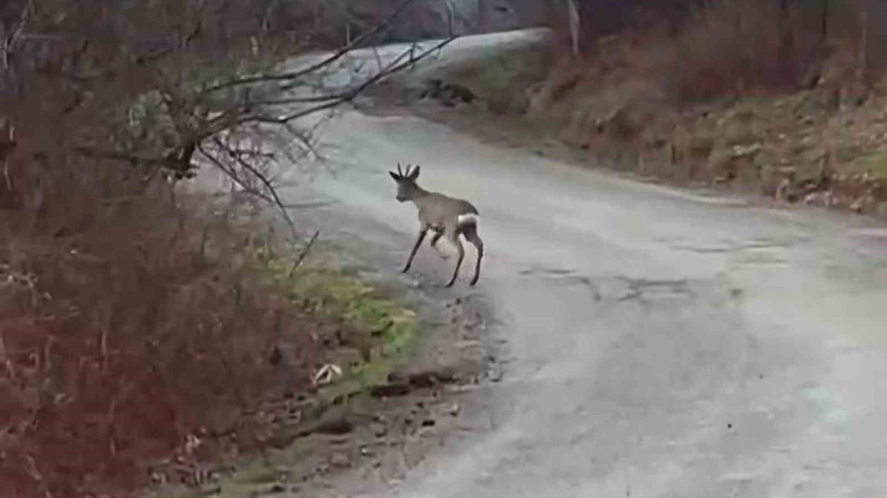 Bartın'da yol kenarında görülen karaca yavrusu ormanlık alana kaçtı