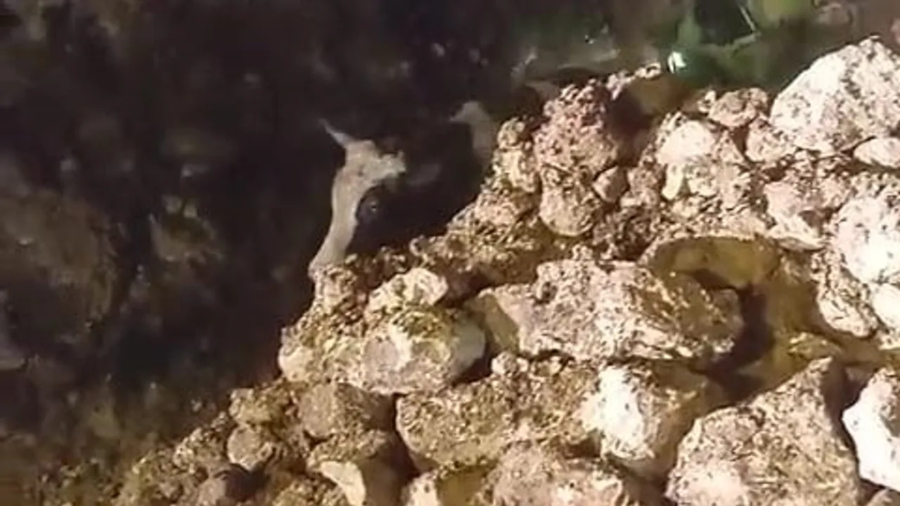 Batman'da fırtına nedeniyle 2 katlı taş bina çöktü: Enkazdan 5 büyükbaş hayvan kurtarıldı