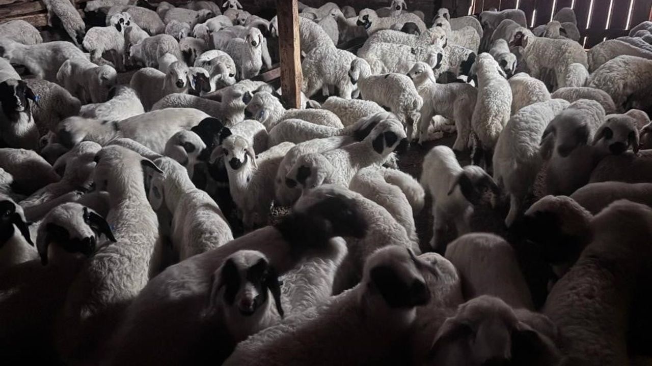 Bayburt’ta 2025 2. Dönem Buzağı, Malak, Kuzu ve Oğlak Destek Başvuruları 1 Nisan’da Başlıyor