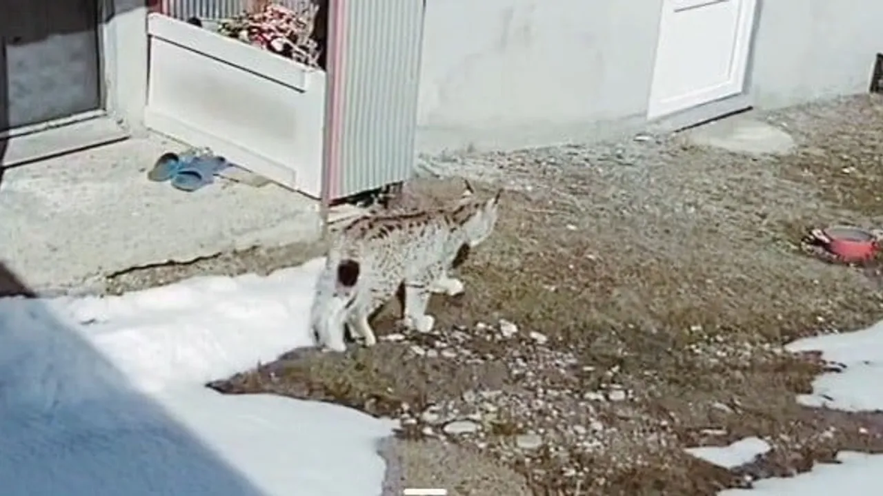 Bayburt'ta güvenlik kamerası vaşağın tavşan avını kaydetti