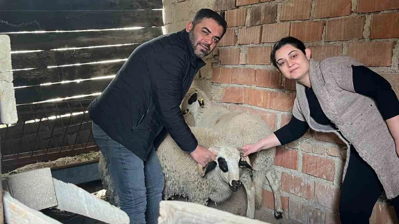 Bereketli Sürüler Projesi: Buldan'da 43 Üreticiye Koyun ve Koç Desteği