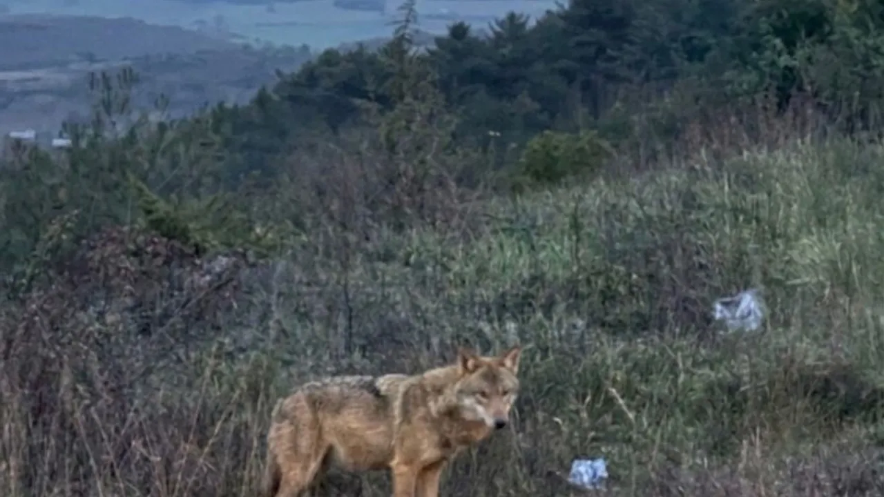 Bilecik’te İnsanlardan Kaçmayan Kurt Çakırpınar Yol Ayrımında Görüntülendi